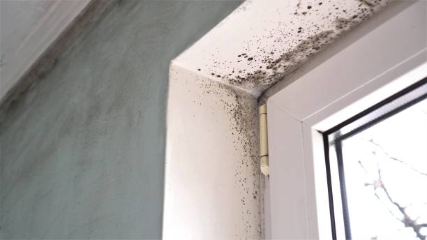 Best Mold Odor Removal Services  in , HI